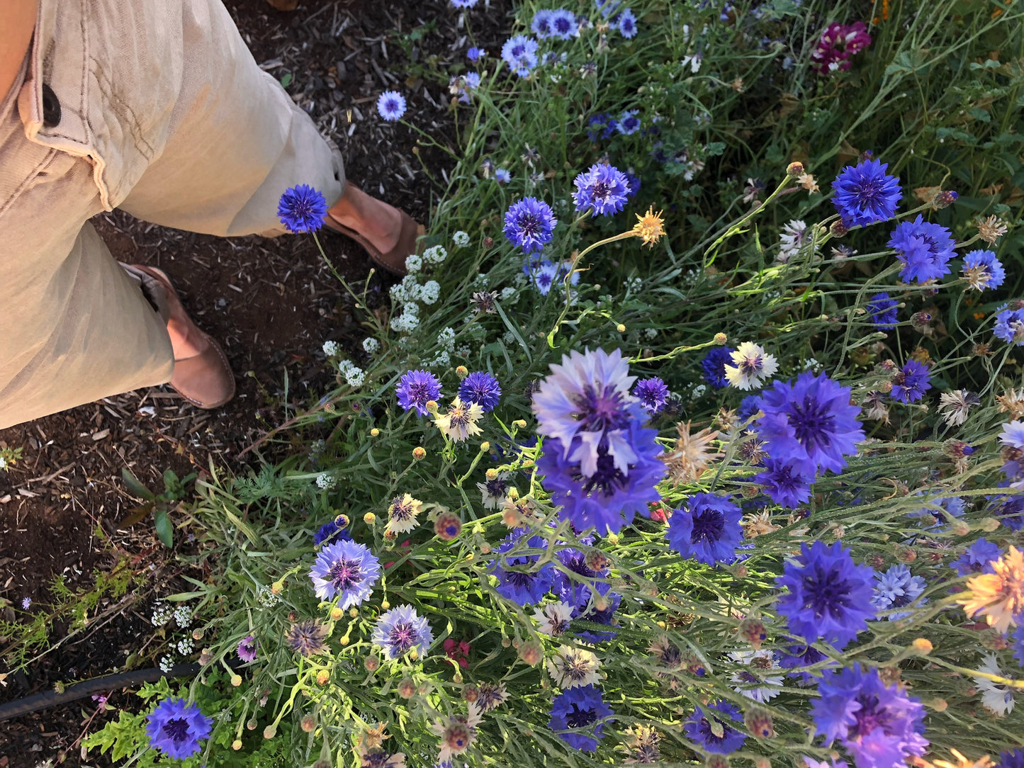 Crowley House Wild Flower Honey