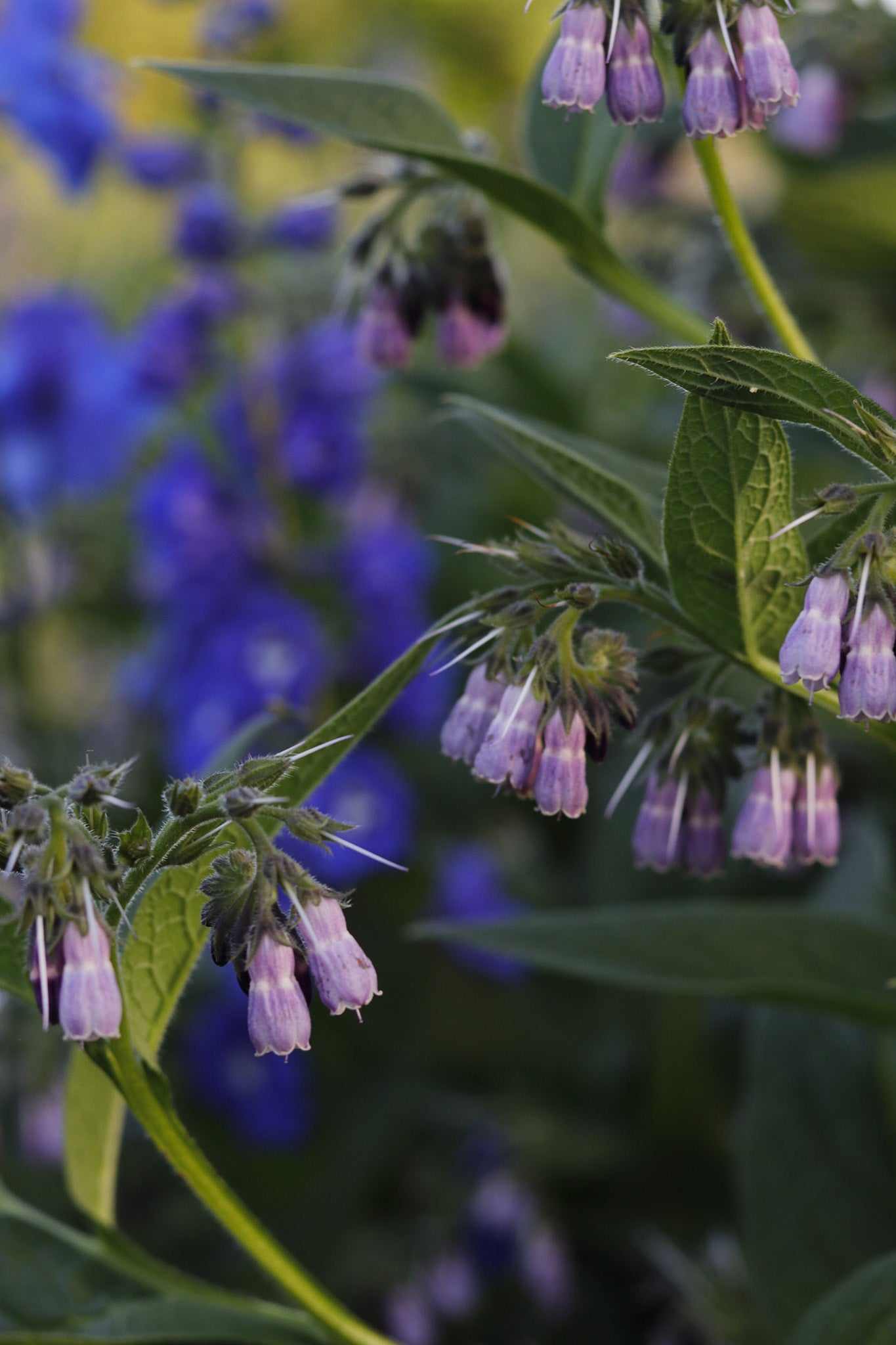 Crowley House Wild Flower Honey
