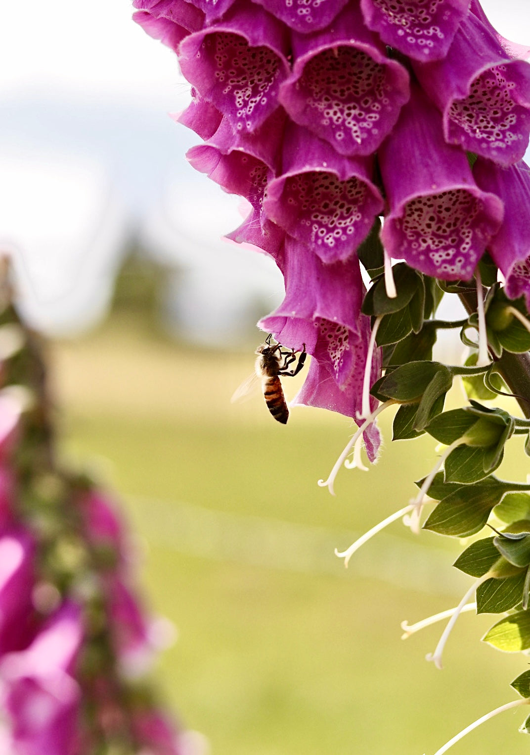 Crowley House Wild Flower Honey