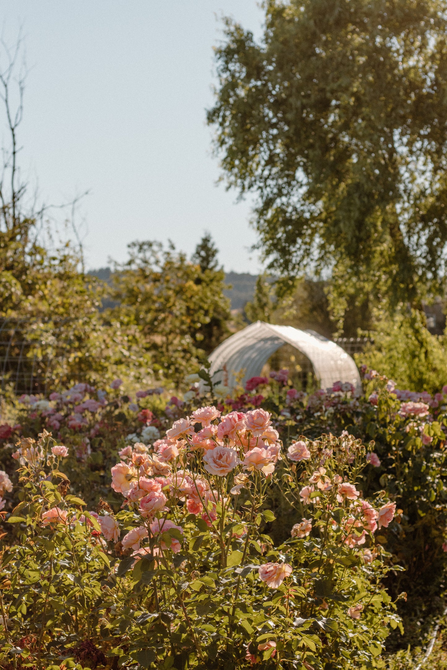 Morning Garden Walk at Crowley House