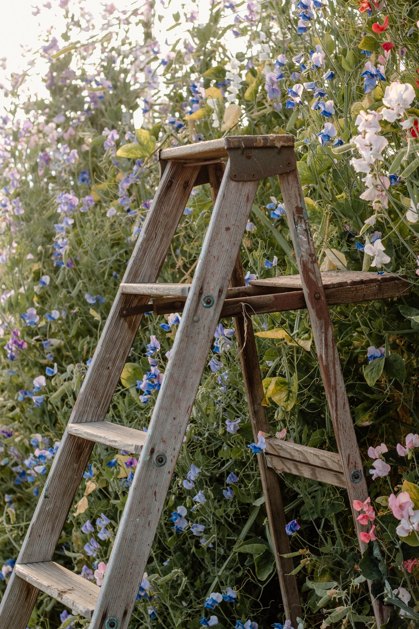Morning Garden Walk at Crowley House