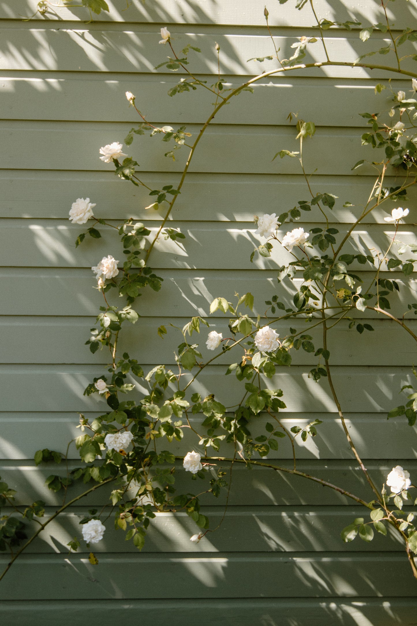 Blooms and Brunch Series - Summer 2025 (4 Classes)