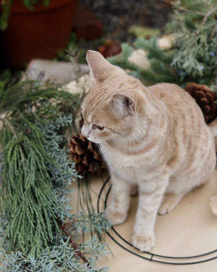 Holiday Wreath Making Workshop