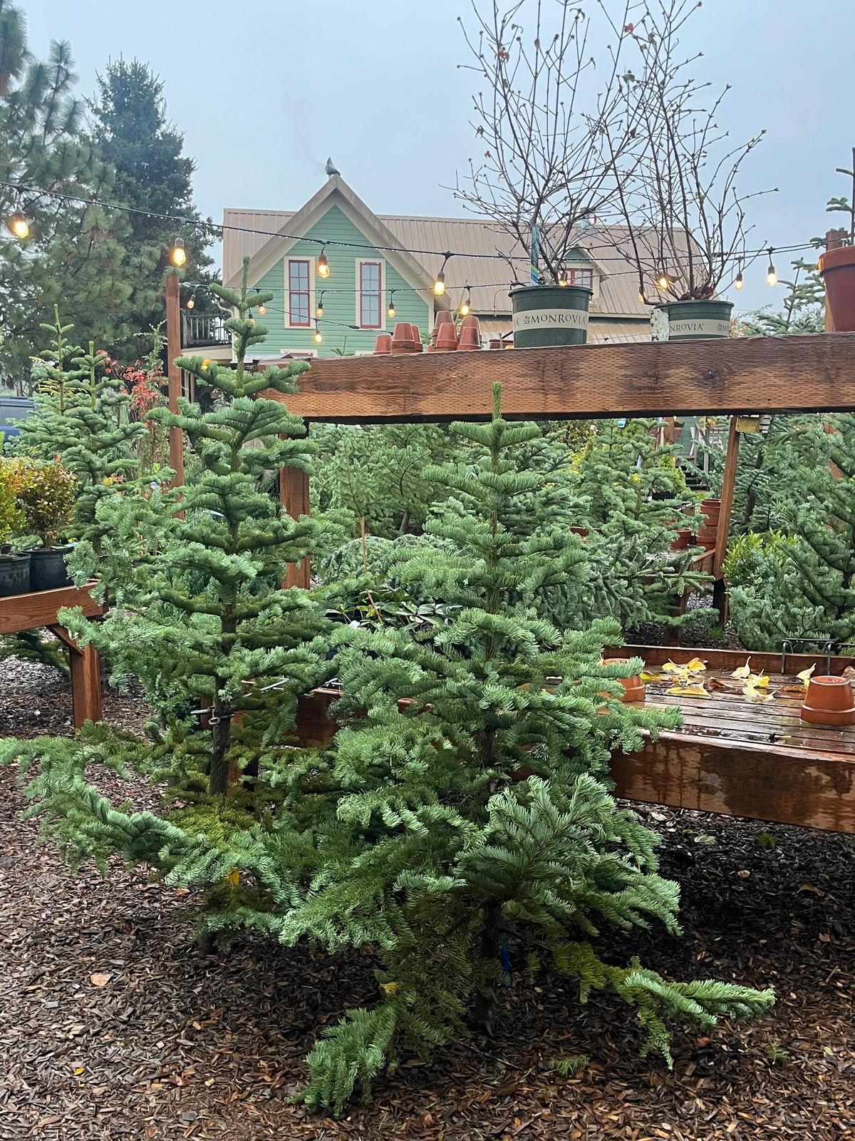 Holiday Open House FREE! (Nov 27&28)