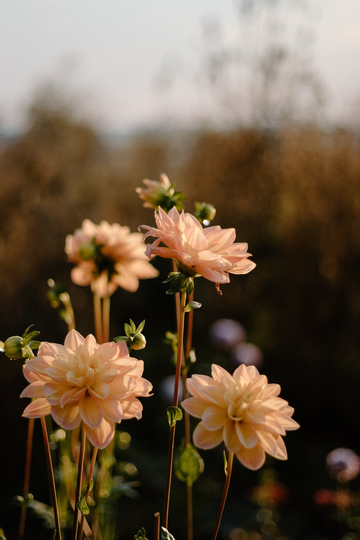 Blooms and Brunch: A Fall Creative Design Class