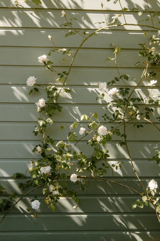 Blooms and Brunch Series - Summer 2025 (4 Classes)